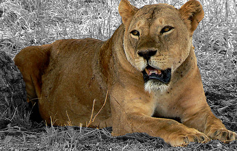 kenya-tsavo-east-lioness